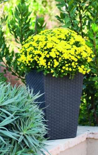 Keter Rattan kaspó S 23,6 l grafit